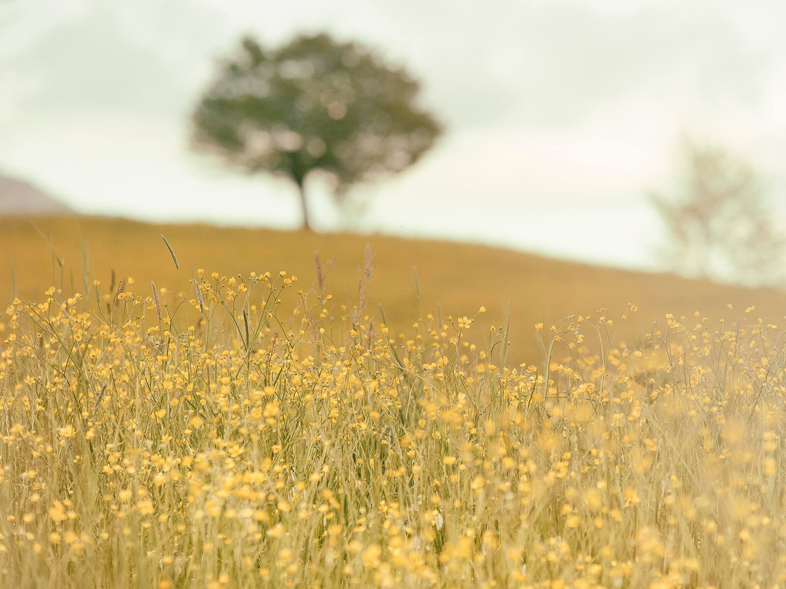 Ein Baum auf der Wiese